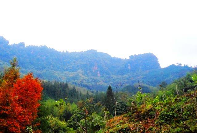 12月8日,記者陪同幾位成都朋友在洪雅縣桃源鄉畫林村徒步旅遊時,竟然