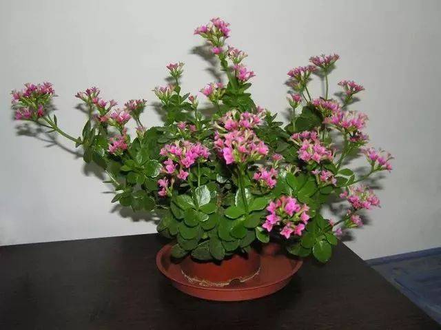 白狐长寿花图片