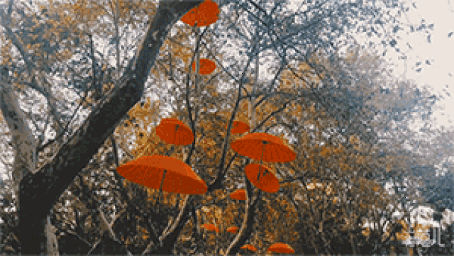 秋风落叶动态凄美图片图片