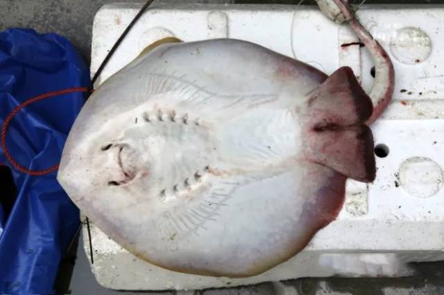 此鱼形状怪异,拖着一条硬而细长的尾巴被称为"魔鬼鱼"