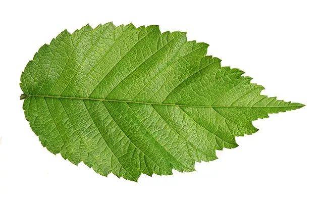 假茶叶 看叶脉 茶叶有明显的主脉,从主脉分出侧脉,角度≥45°,侧脉