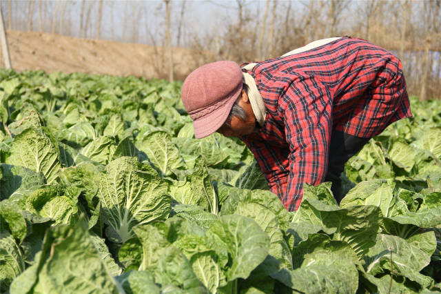 山東省臨沂市郯城縣馬頭鎮的村民大多以種植蔬菜為主,由於今年村民