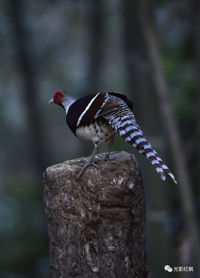 茎,芽,花,果实,种子和农作物等植物性食物为食,也吃昆虫等动物性食物