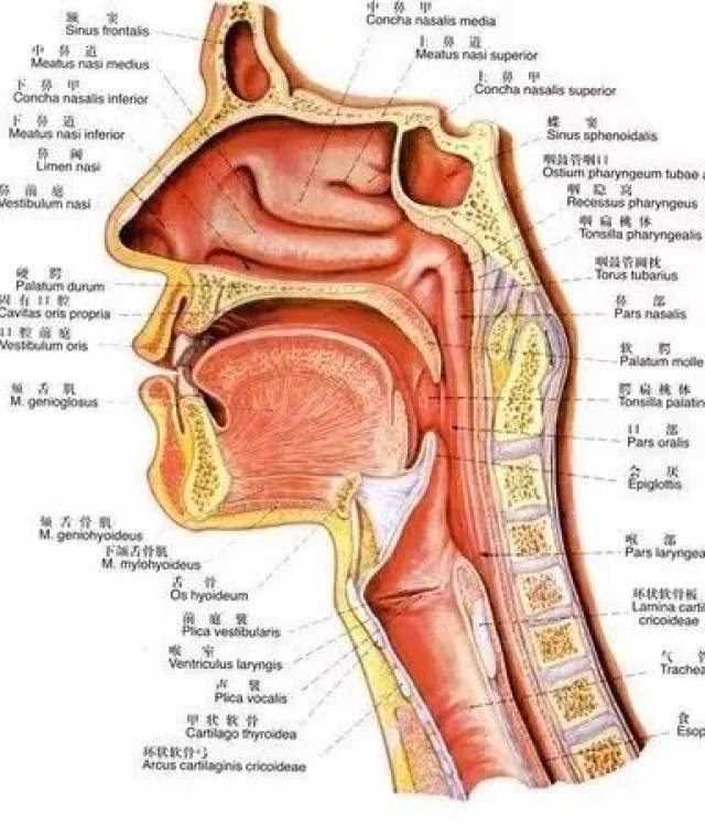 喉结图 解剖图图片