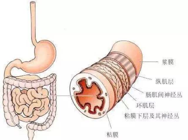 康復治療師必備——這是我見過最全的一整套記憶口訣!