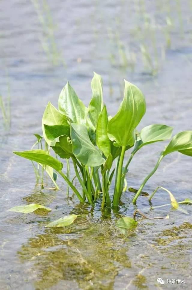 每周一药——泽泻