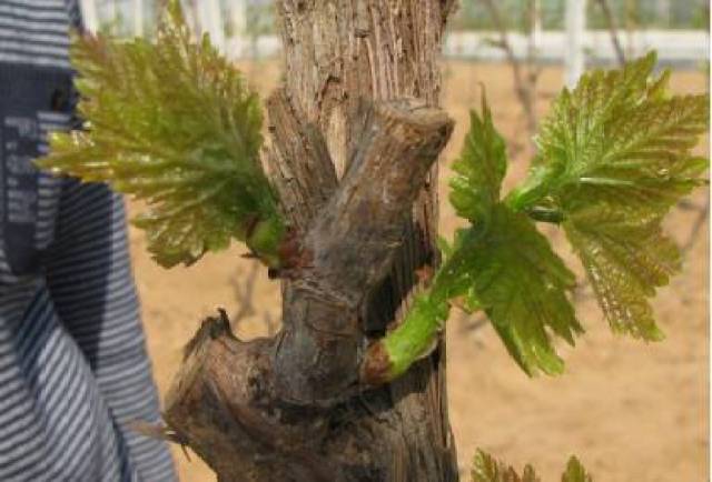 葡萄修剪技术图解(收藏版)