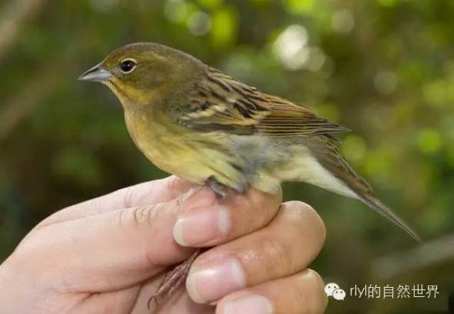 【rlyl物种说】今日--硫黄鹀(Yellow bunting)_手机搜狐网