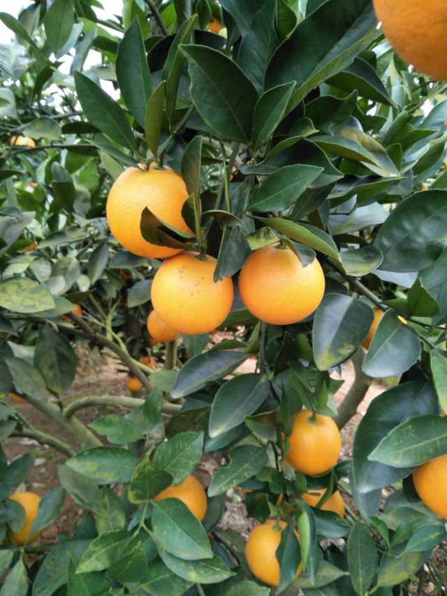 现摘永兴涌水灌冰糖橙,只要3.9每斤!