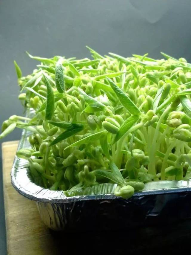 美容祛斑又能延年益寿的豆芽菜,你还在凉拌它吗?