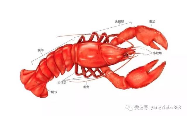 克氏原螯虾结构图图片
