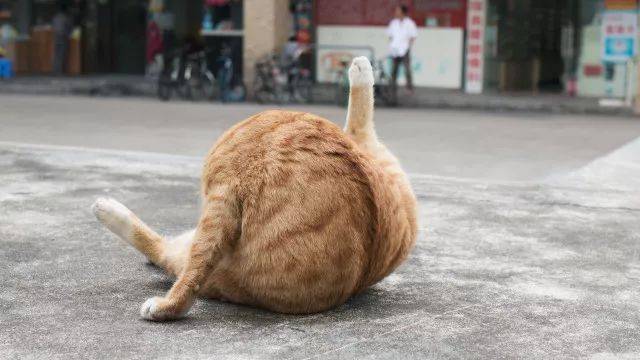 旋转,跳跃,你闭着眼, 时不时cos个我最爱的大鸡腿.