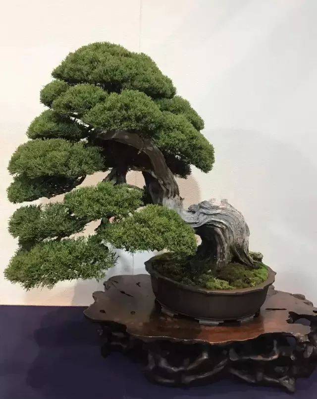 日本最高级别的盆栽展,精彩回看!