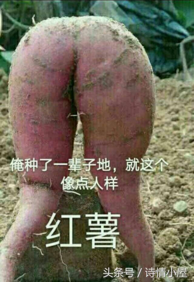 "当官不为民作主,不如回家卖红薯",今天我总算理解了这句话后半句的