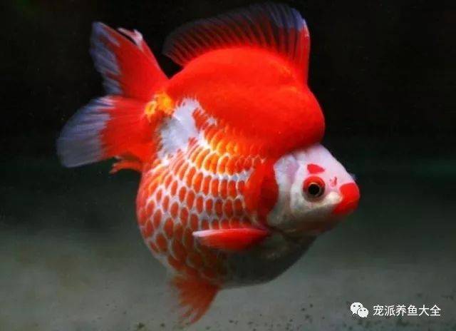 黑寿: 红寿: 紫寿: 黑白兰寿: 红白兰寿: 五花兰寿: 虎皮寿: 红顶兰寿