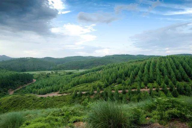 做可持续的人工林,我们是认真的!