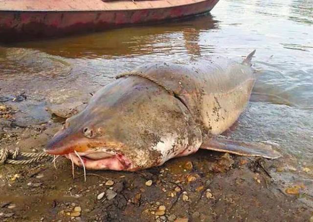 鱼中皇帝,据说宋朝皇帝品尝以鲟鳇鱼制作的菜肴后,谓该鱼乃鱼中之王
