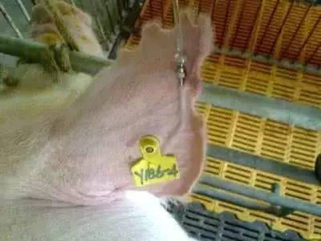 难产,产程过长,产后虚弱等等问题,这时候,我们可能会对母猪进行输液