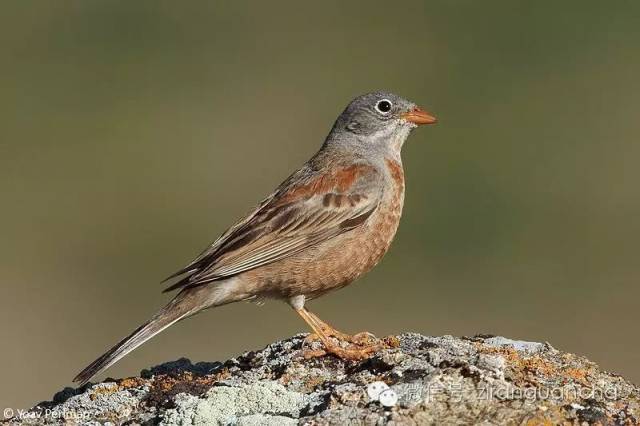 别名白发鹀,白冠雀,松树巫. 小型鸣禽,又叫岩鹀. 俗名灰眉子,灰眉雀.