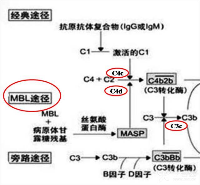c4途径图解-千图网