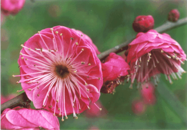 蚌埠梅花苗梅花樹梅花基地_千瓣硃砂梅介紹