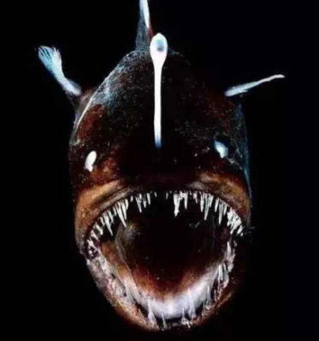 丑出天际的一条鱼,却是吃货眼中的"海底鹅肝".