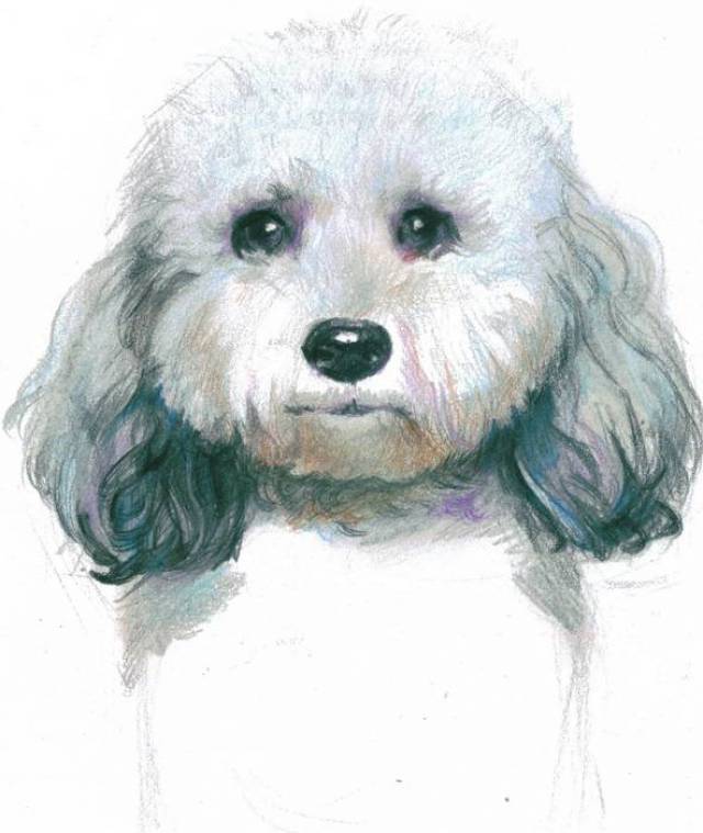 一学就会用彩铅画一只可爱的比熊狗狗