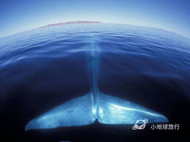 在这个小小的半岛上,竟然能看到全球三分之一的鲸鱼!