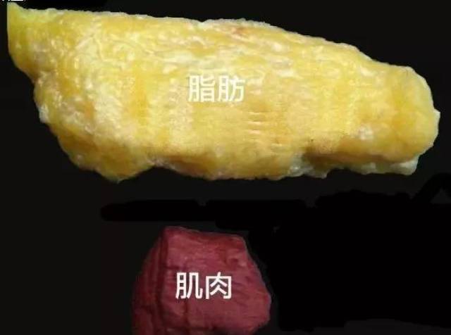 当胖子挨饿减肥时