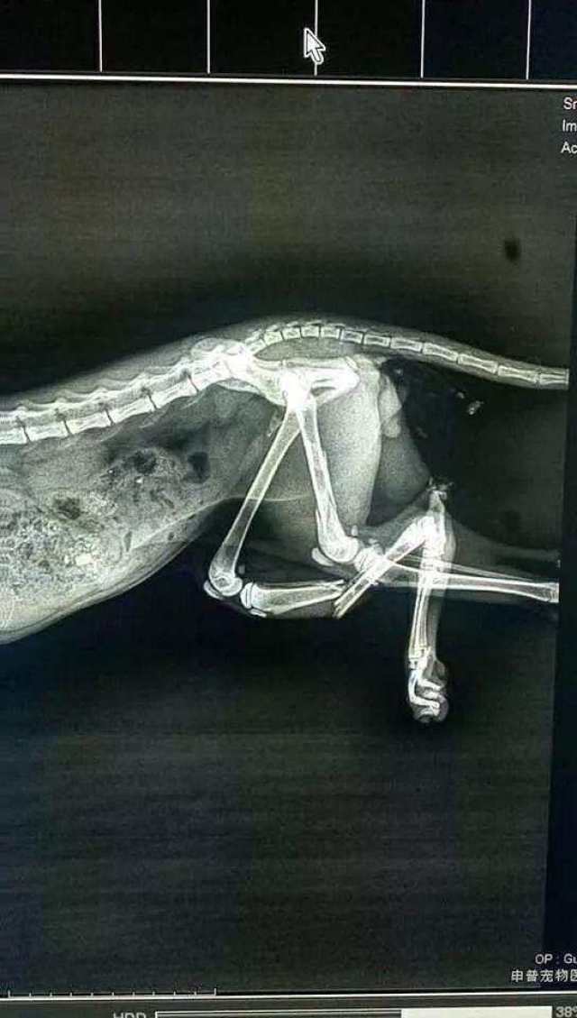 7天时间,从严重骨折到恢复行走,不幸流浪猫的重获新生!