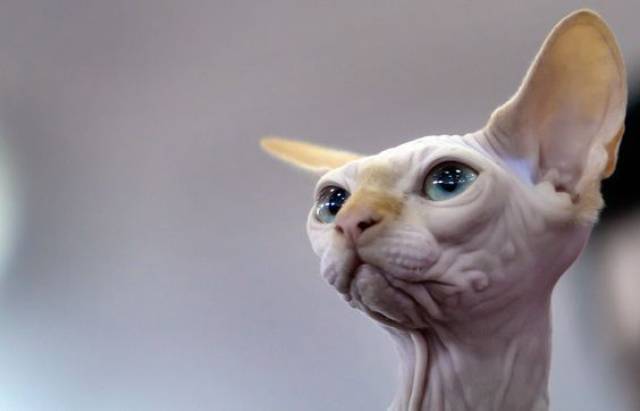 外星猫叫什么品种图片