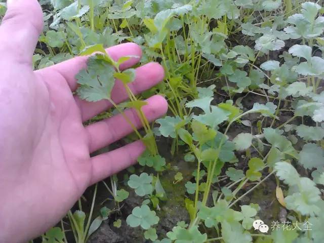 在種植時,選擇一些氣味比較重的植物,例如九層塔,香菜,辣椒或蔥等辛