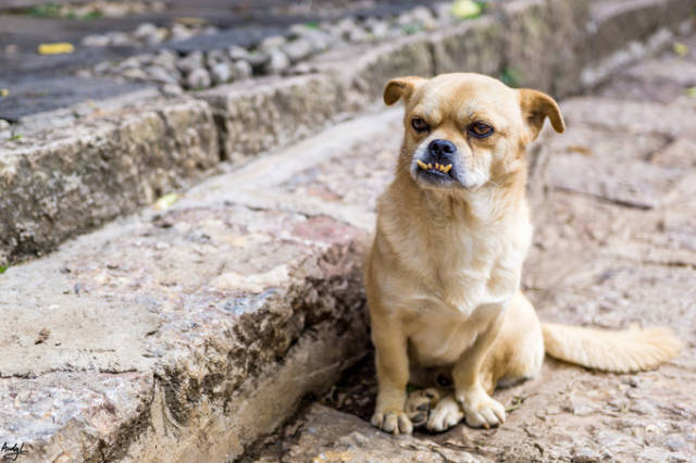 束河古镇 这只龅牙的小狗,这两天很巧合的遇到了好几次(这表情,似乎不