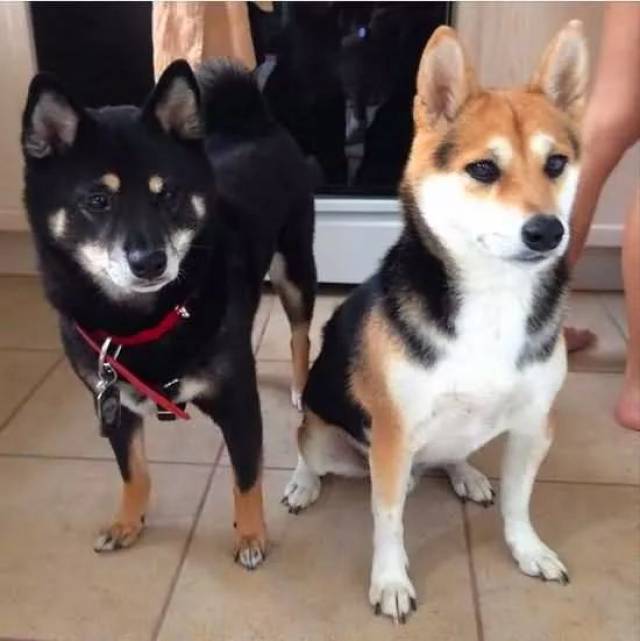 看看这张图,是不是有两只柴犬,对,没错,今天小编就要给你们看多个柴犬