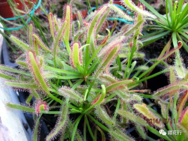 分享食虫植物种植经验1---茅膏菜篇