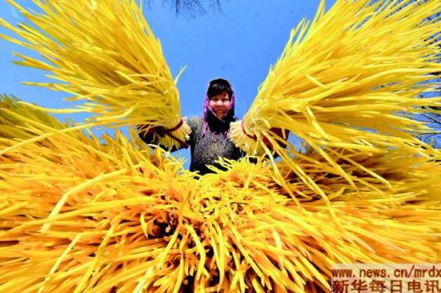 近年來,山東省沂源縣積極引導農民利用河邊閒灘大力發展大棚蒜黃種植