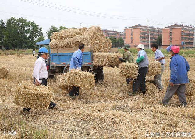 农村秸秆回收新政策:没有罚款,反而还能多赚钱