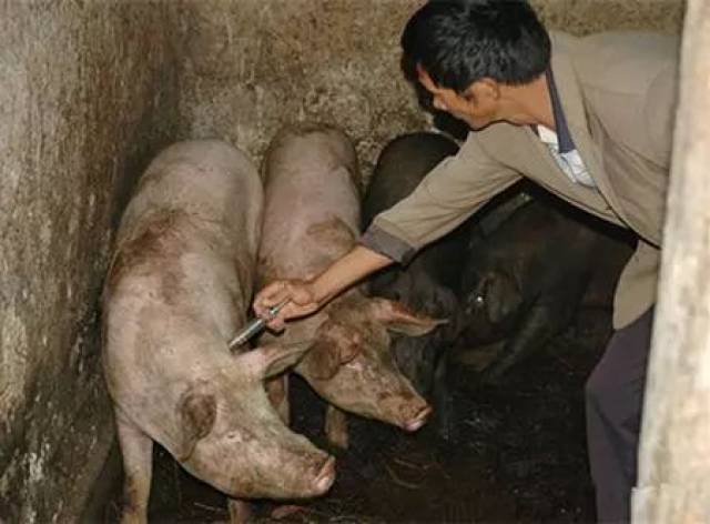 注射猪口蹄疫疫苗致大批猪应激死亡,怎么办?