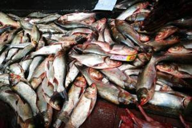 5元一斤,鲢子鱼3.5元一斤