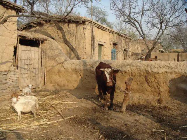大西北农村人的朴实生活(组图)