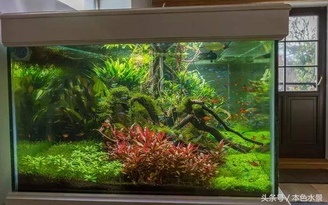 水草草缸造景师培训开店加盟