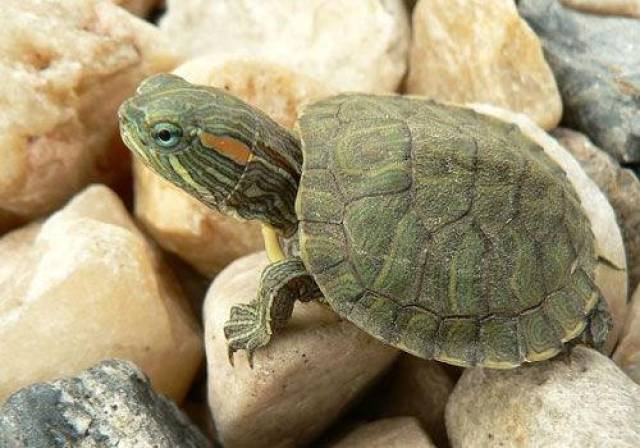 巴西龟成长过程图图片