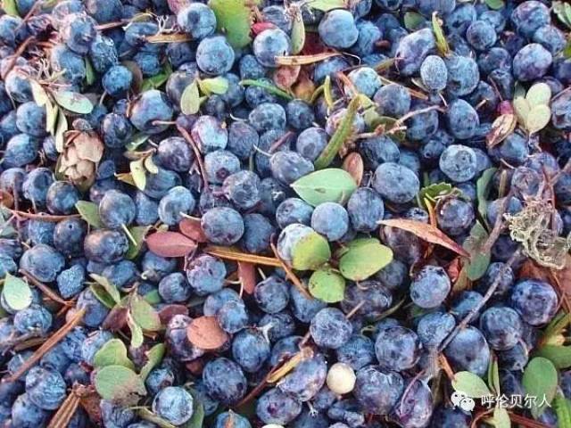 都柿(野生蓝莓)果