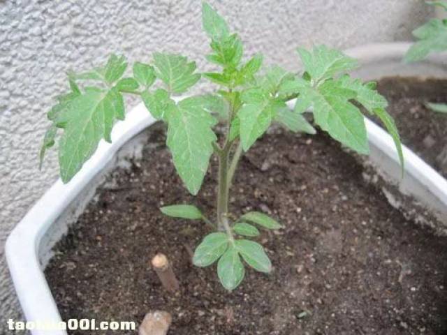 大胖西红柿和小西红柿育苗块用法分享!