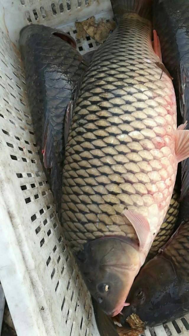 这些鱼算不算"成精":又重又大,约大汉身高的一半