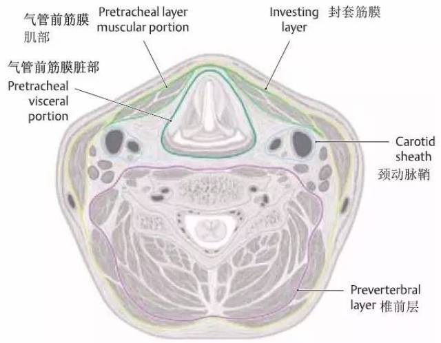 颈筋膜与筋膜间隙及其临床意义