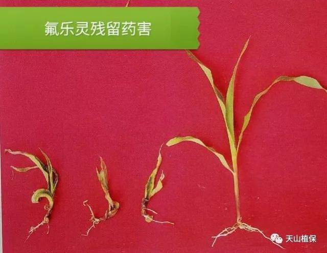 你知道氟乐灵,乙草胺和二甲戊灵对玉米药害吗