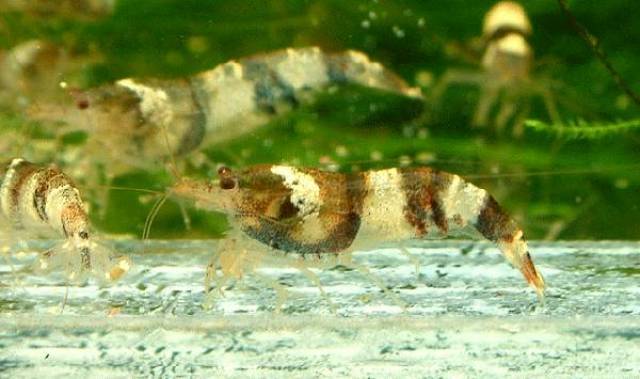 关注我们哦! 来源:疯钓 网球虾