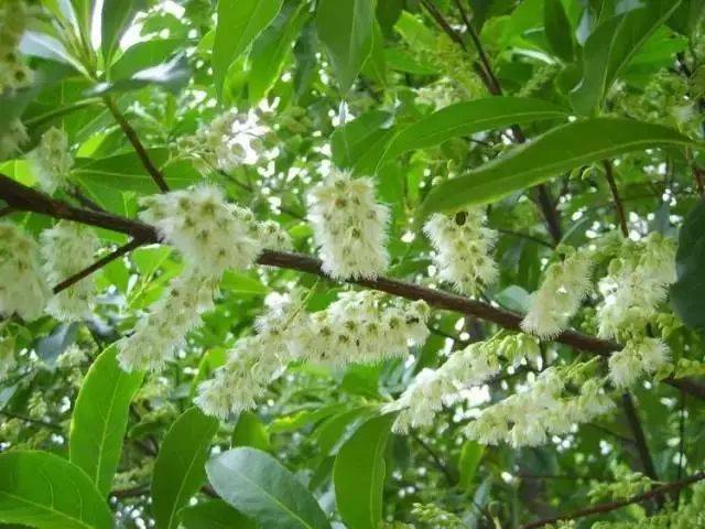 我的菩提手串开花了!真的太美啦!