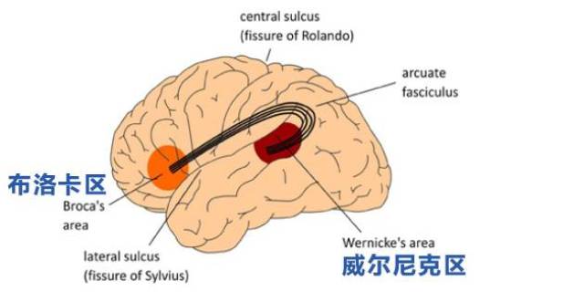 威尔尼克中枢图片